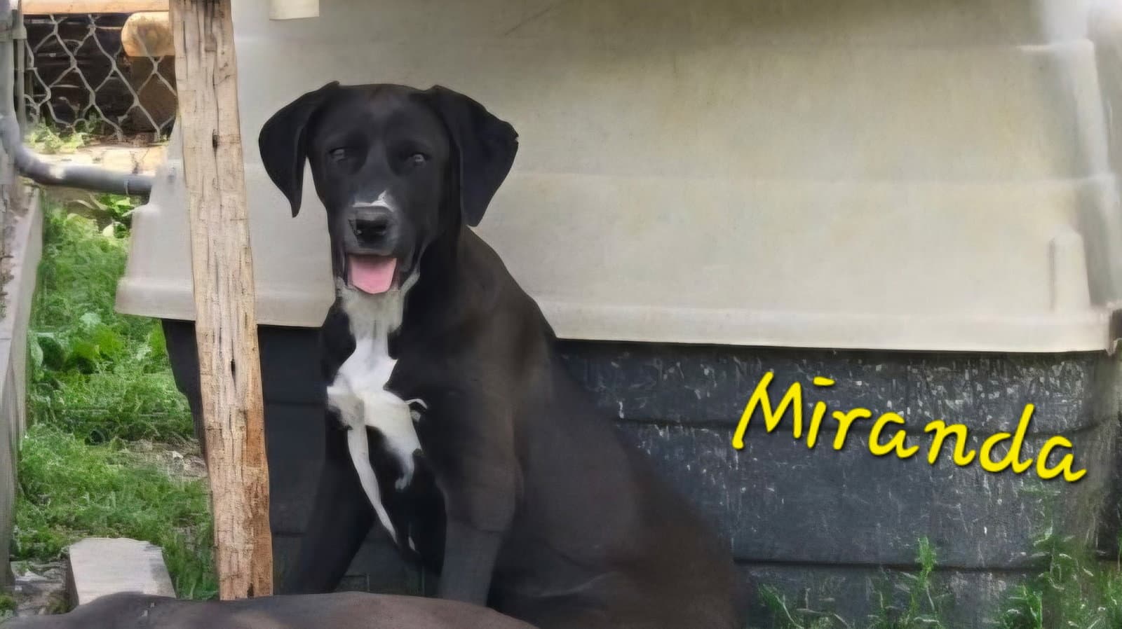 Miranda - Labrador Retriever