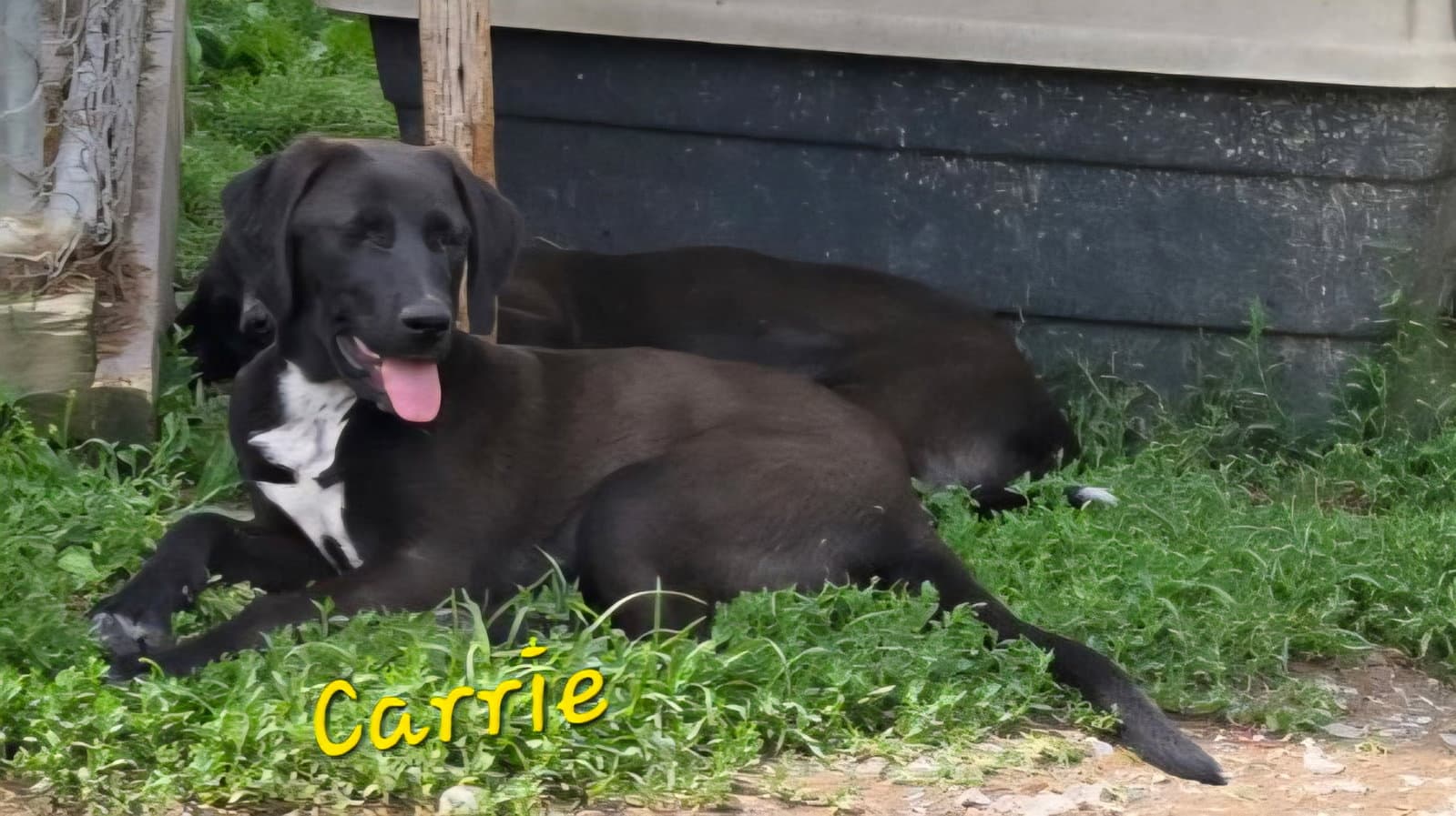 Carrie - Labrador Retriever