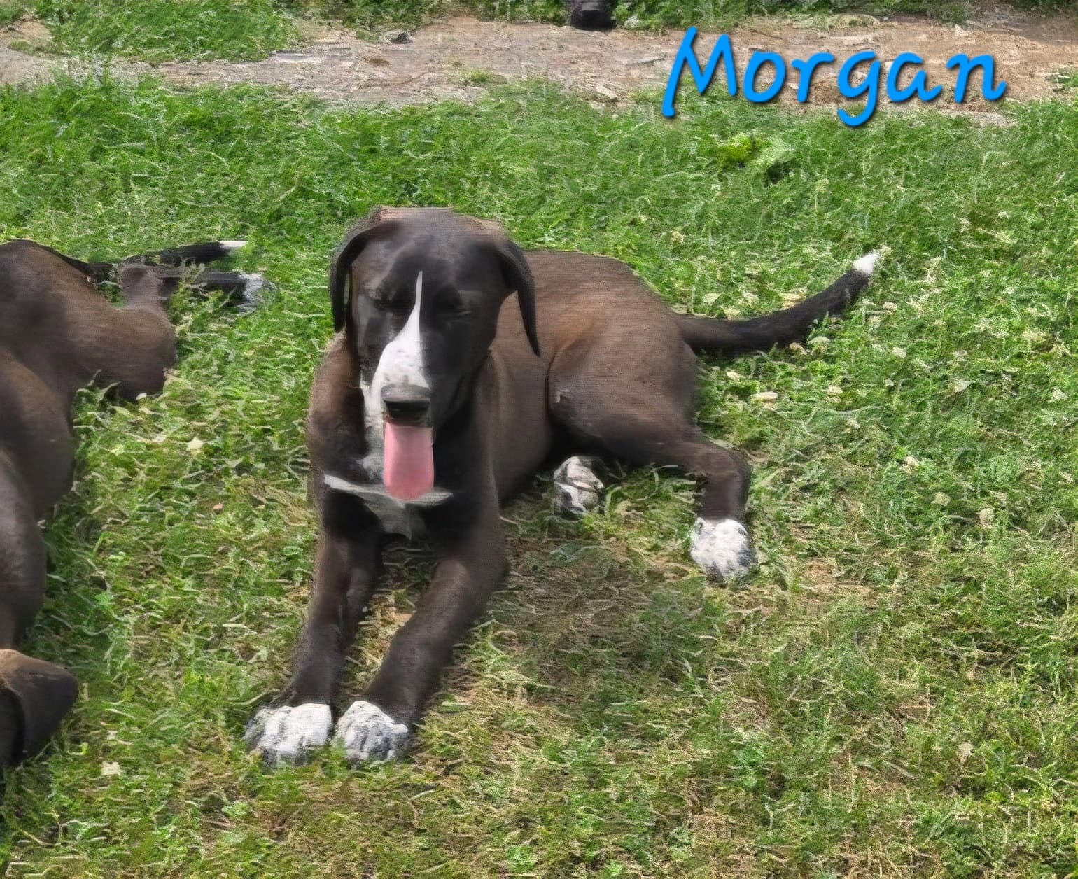 Morgan - Labrador Retriever