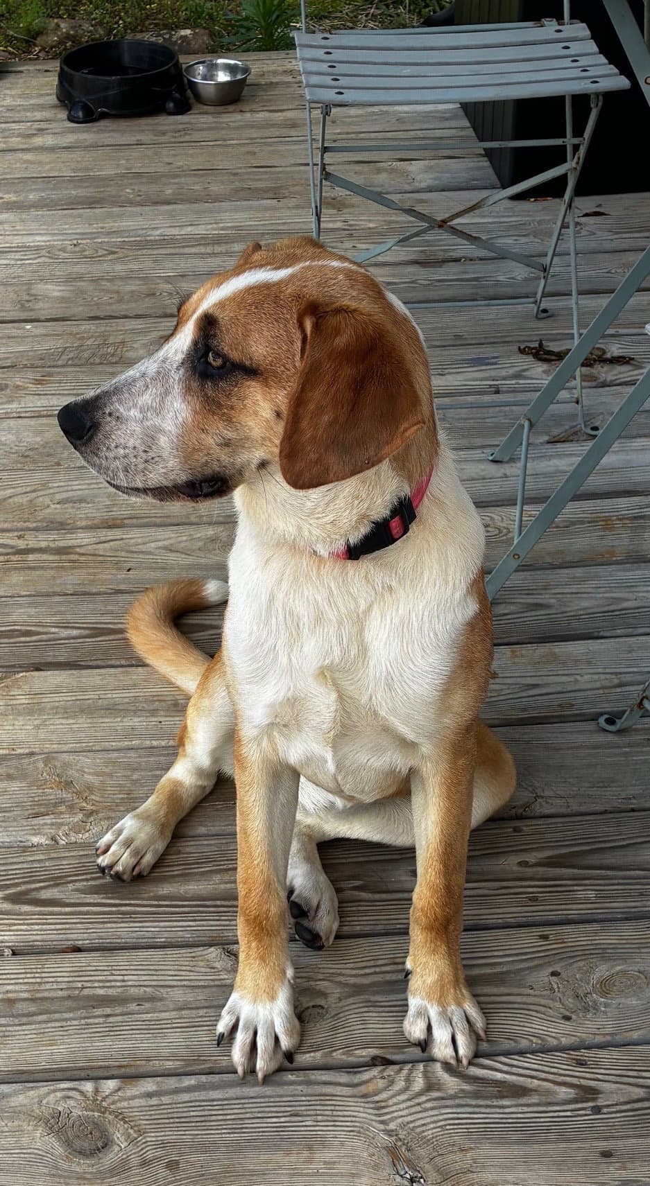 Bb - Hound