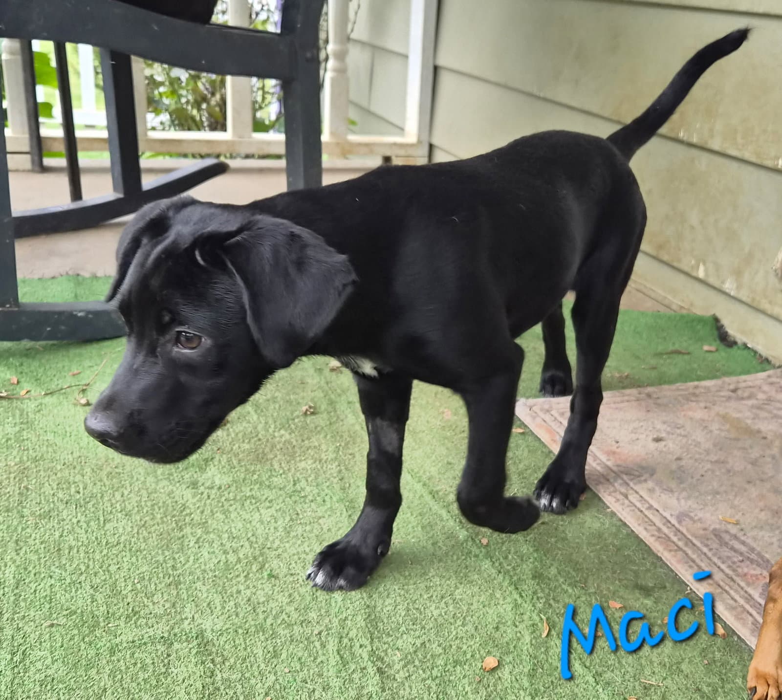 Macy - Labrador Retriever
