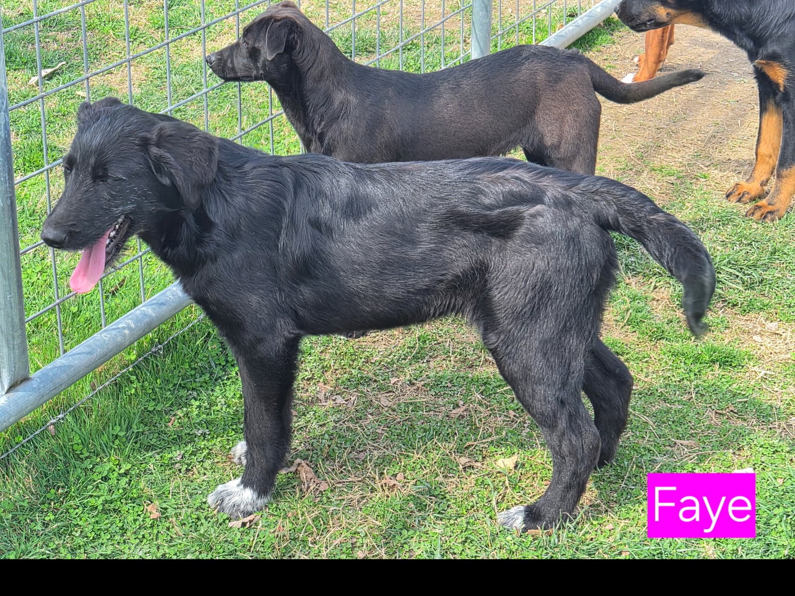 Faye - Catahoula Leopard Dog