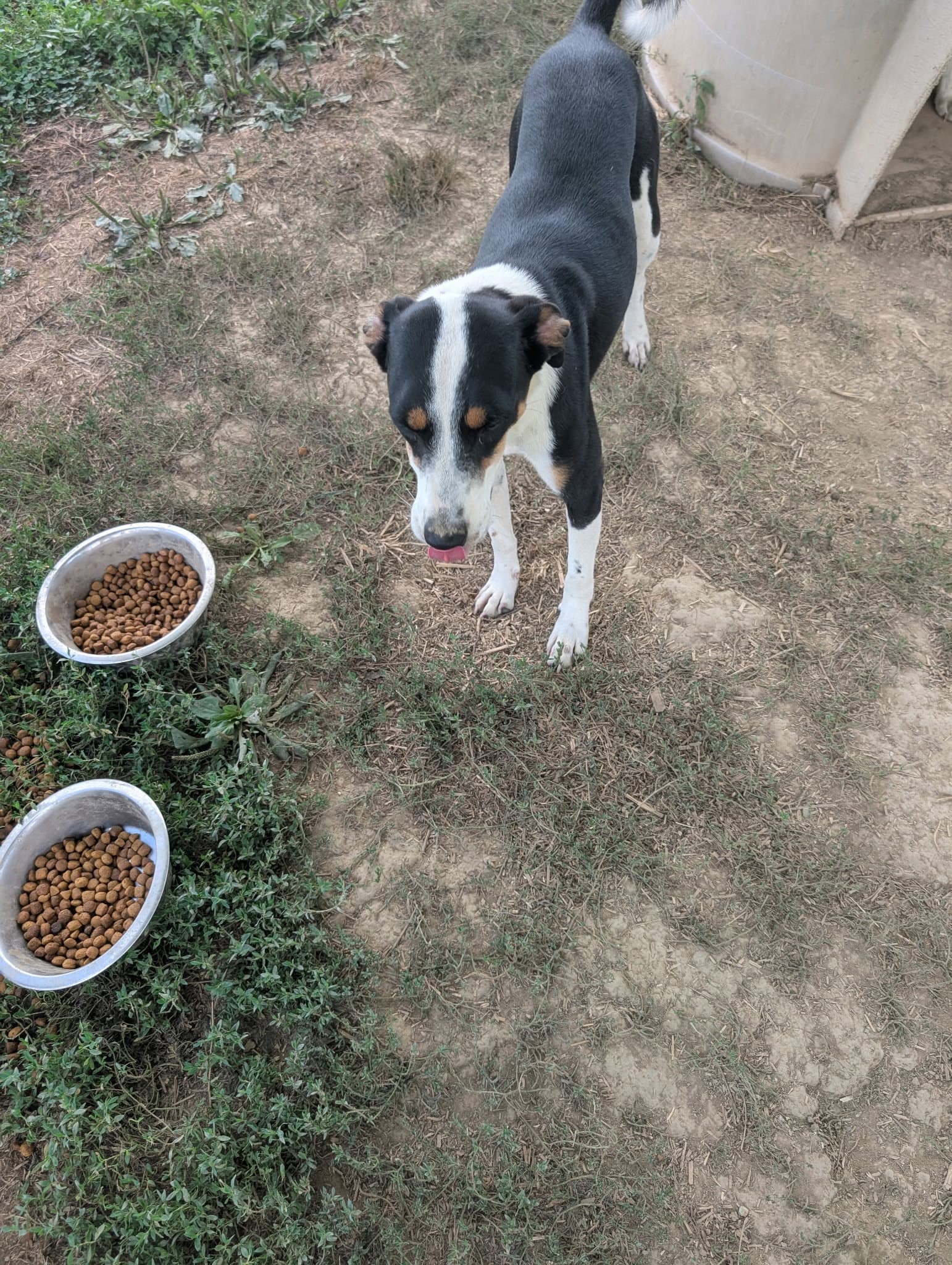 Cyclone - Terrier