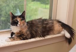 Lorelai image 1