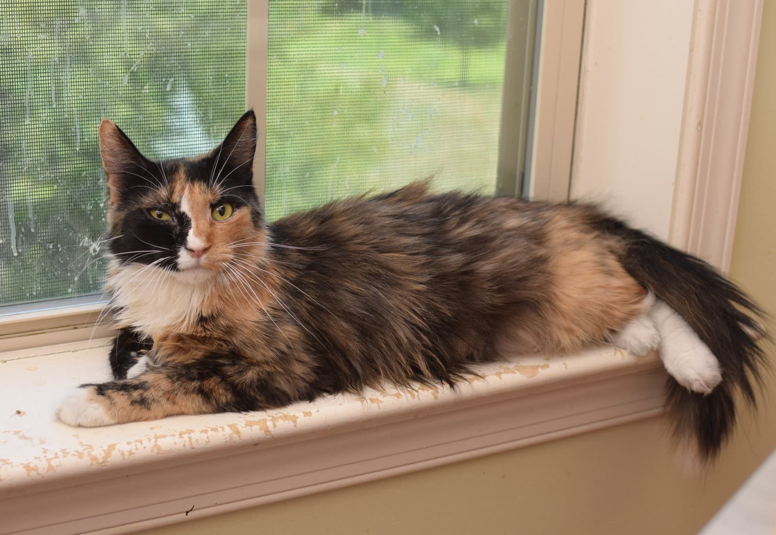 Lorelai - Maine Coon