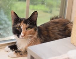 Lorelai image 2