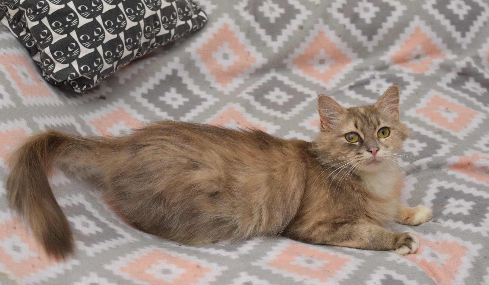 Paris - Maine Coon