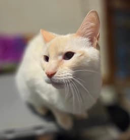 Emily image 1