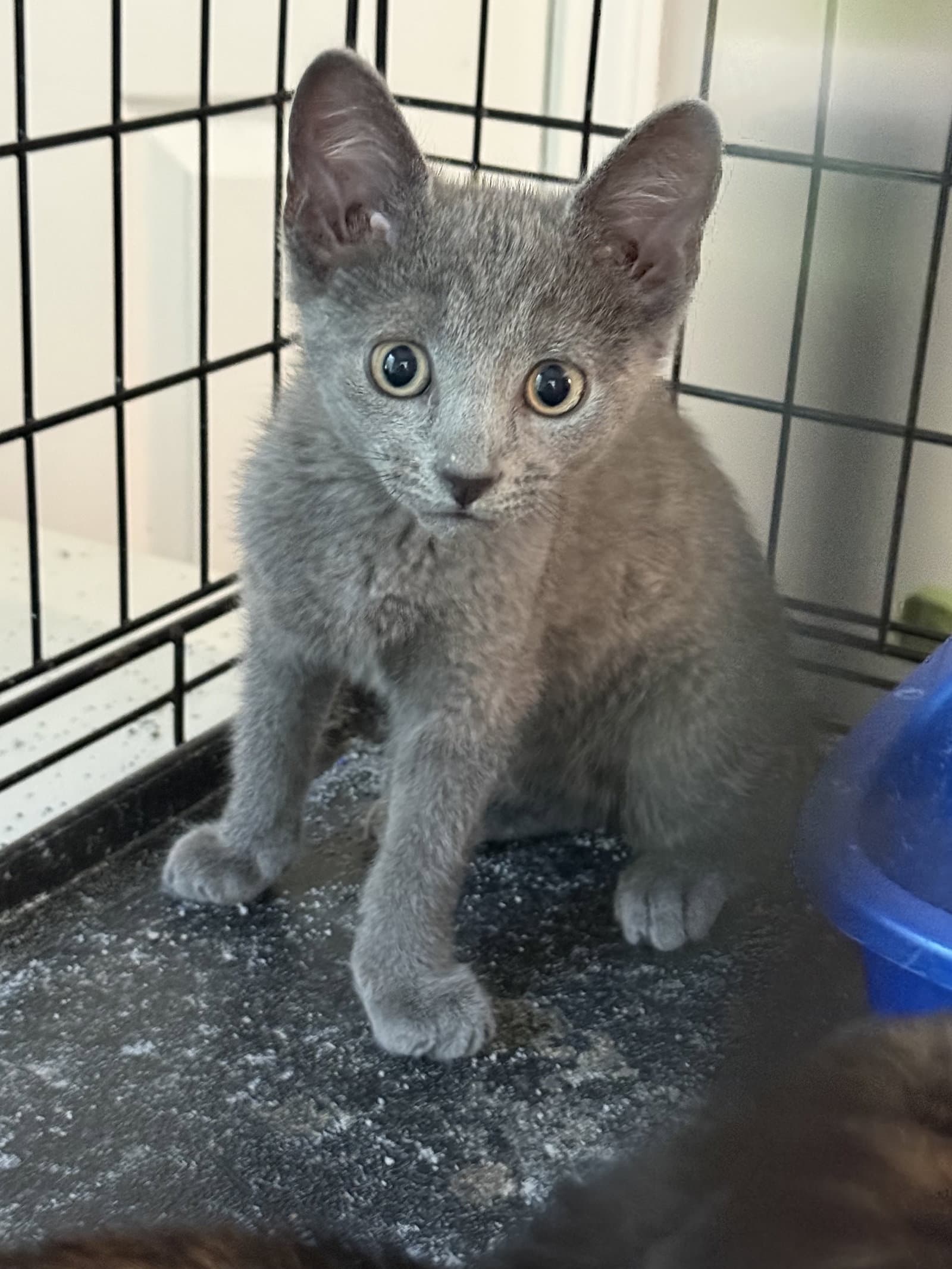 Otis - Russian Blue