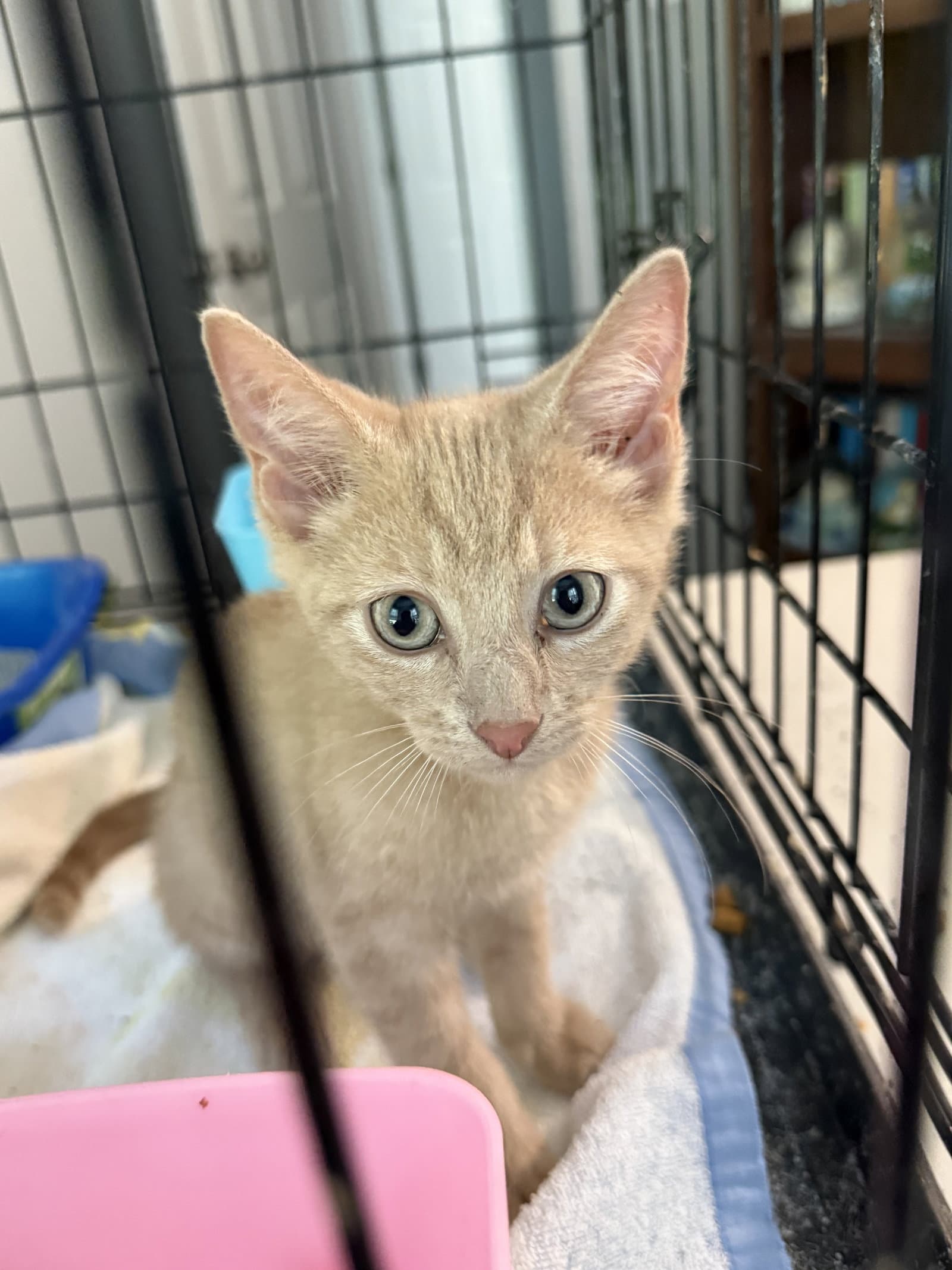 Leo - Domestic Short Hair
