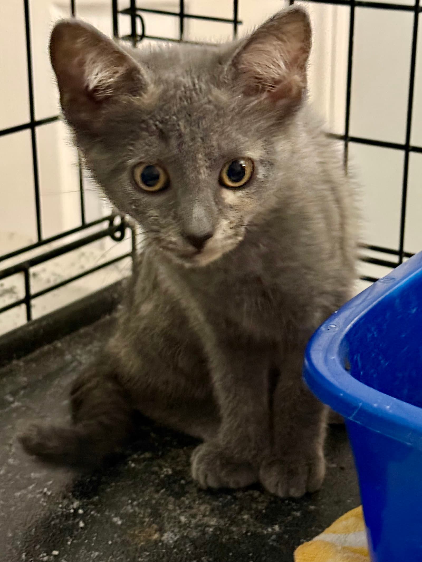 Olive - Russian Blue