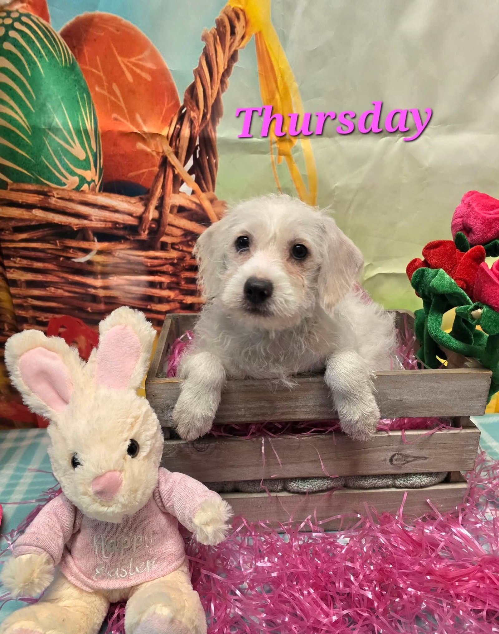 Thursday - Terrier