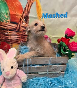 Mashed image 1