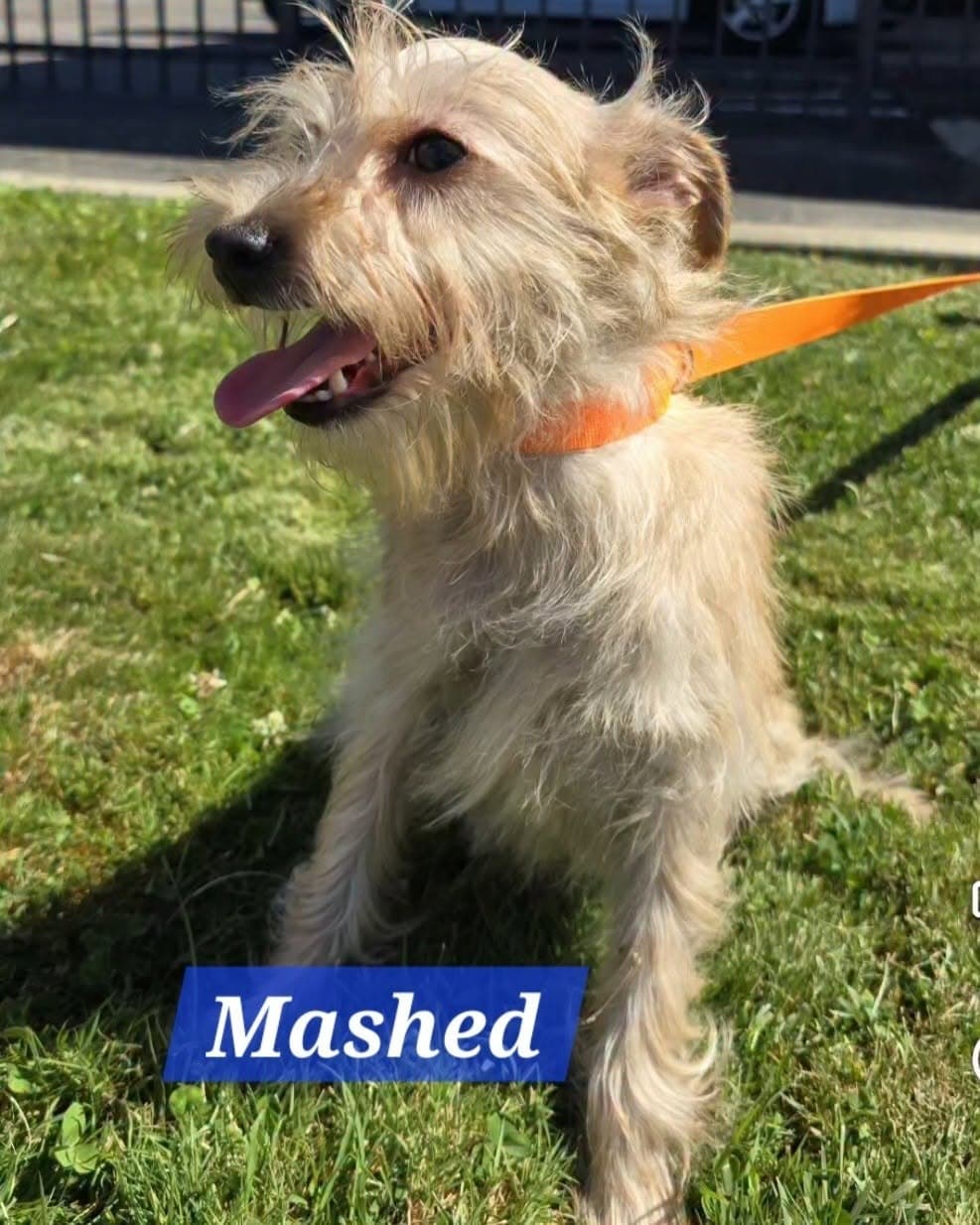 Mashed - Terrier