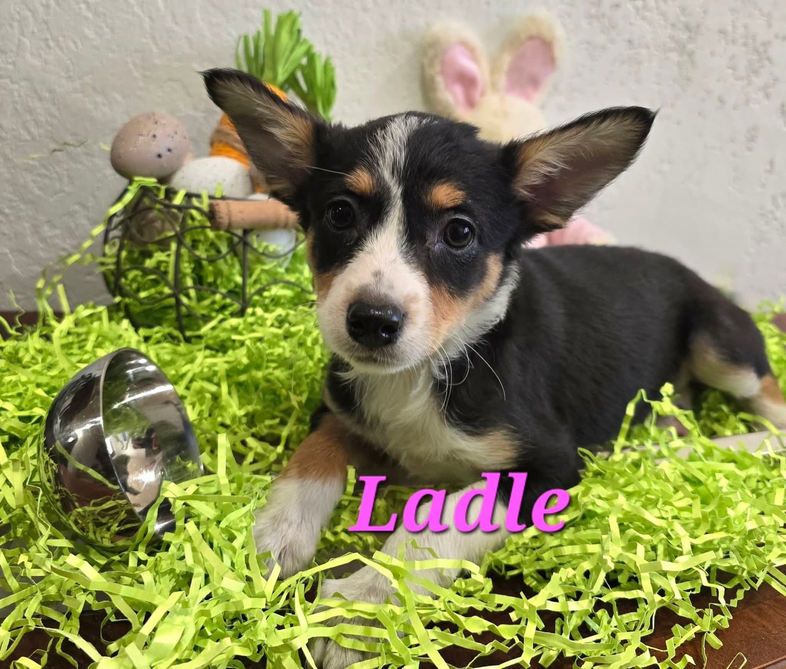 Ladle - Terrier