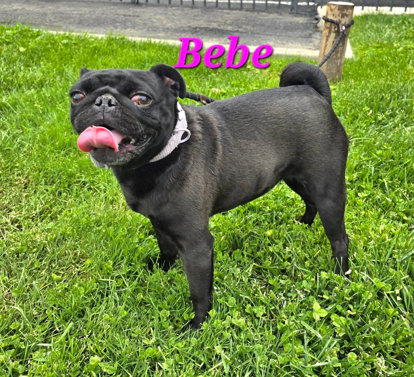 Bebe - Pug