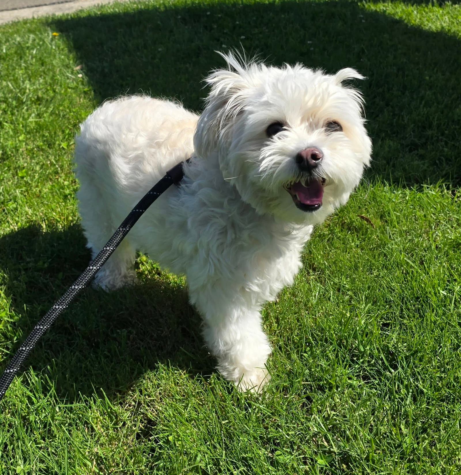 Faith - Poodle (Miniature)
