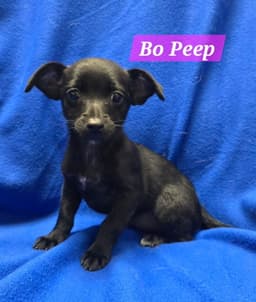 Bo Peep image 1