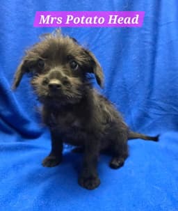 Mrs Potato Head image 1