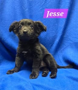 Jesse image 1