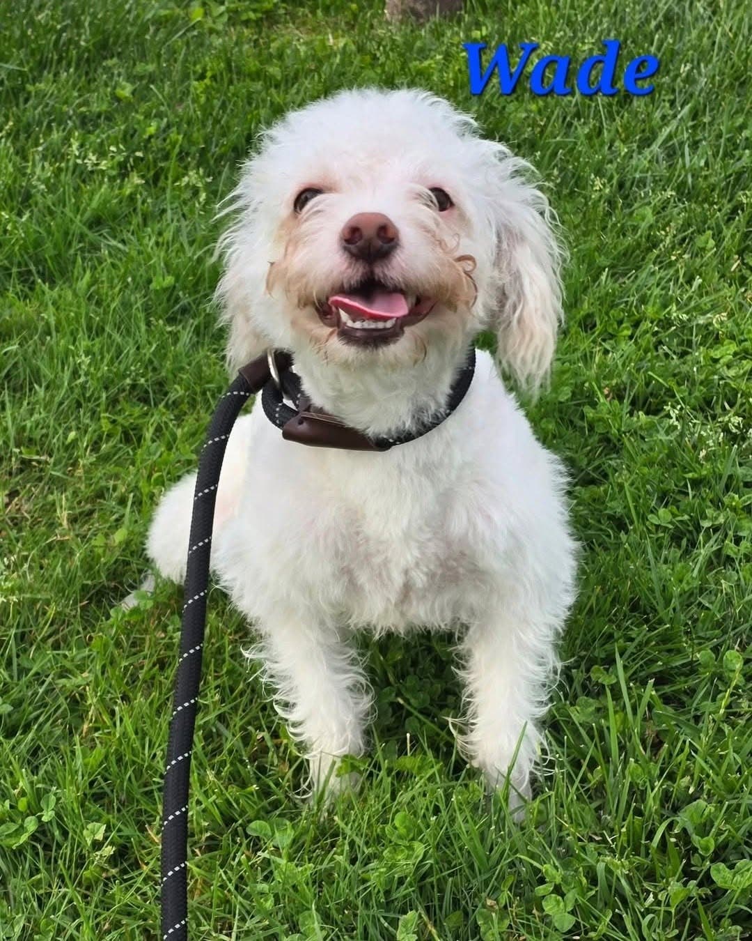 Wade - Terrier