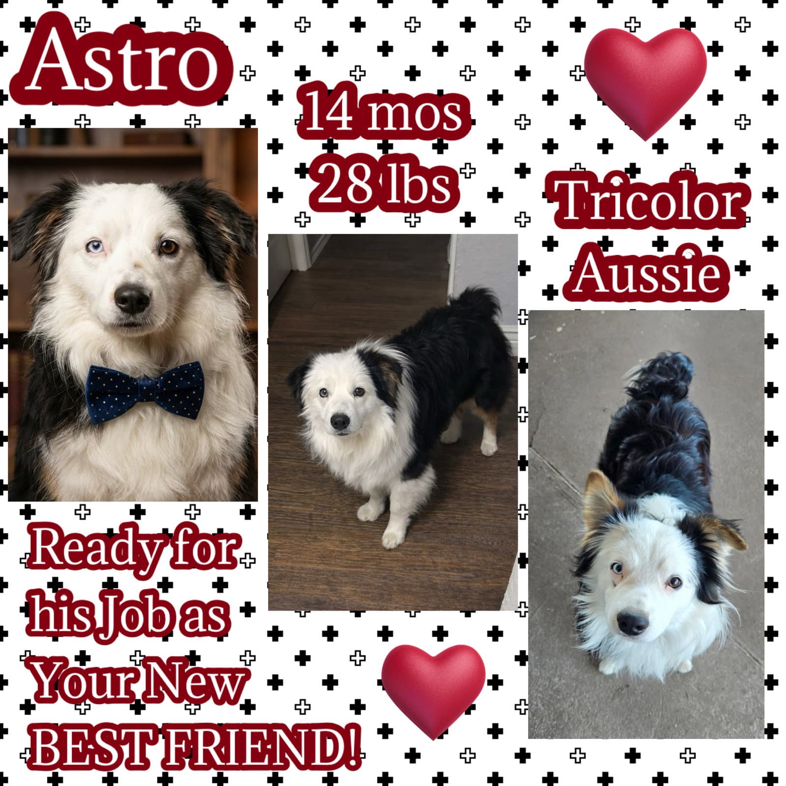 Astro - Australian Shepherd