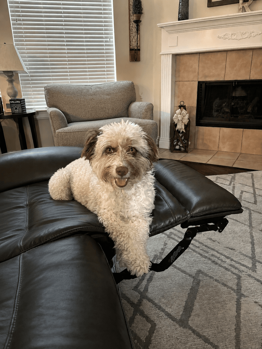 Breeze - Poodle (Miniature)