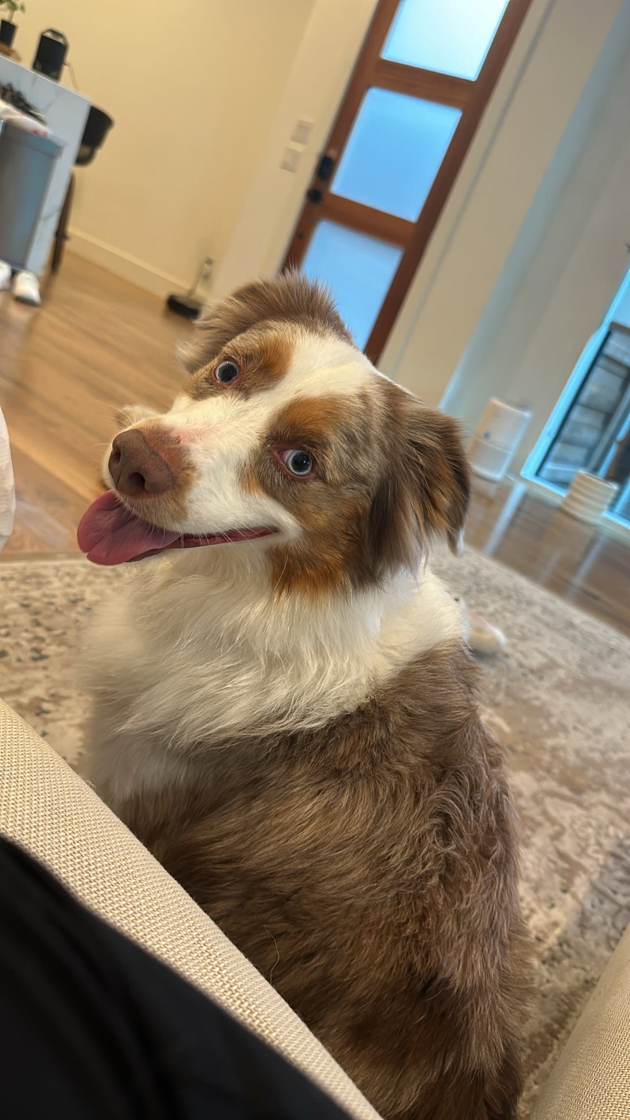 River - Australian Shepherd