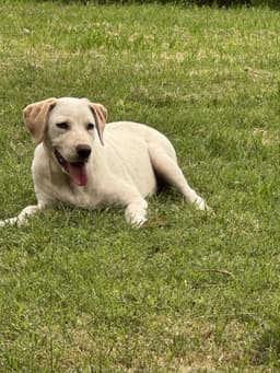 Daisy image 1