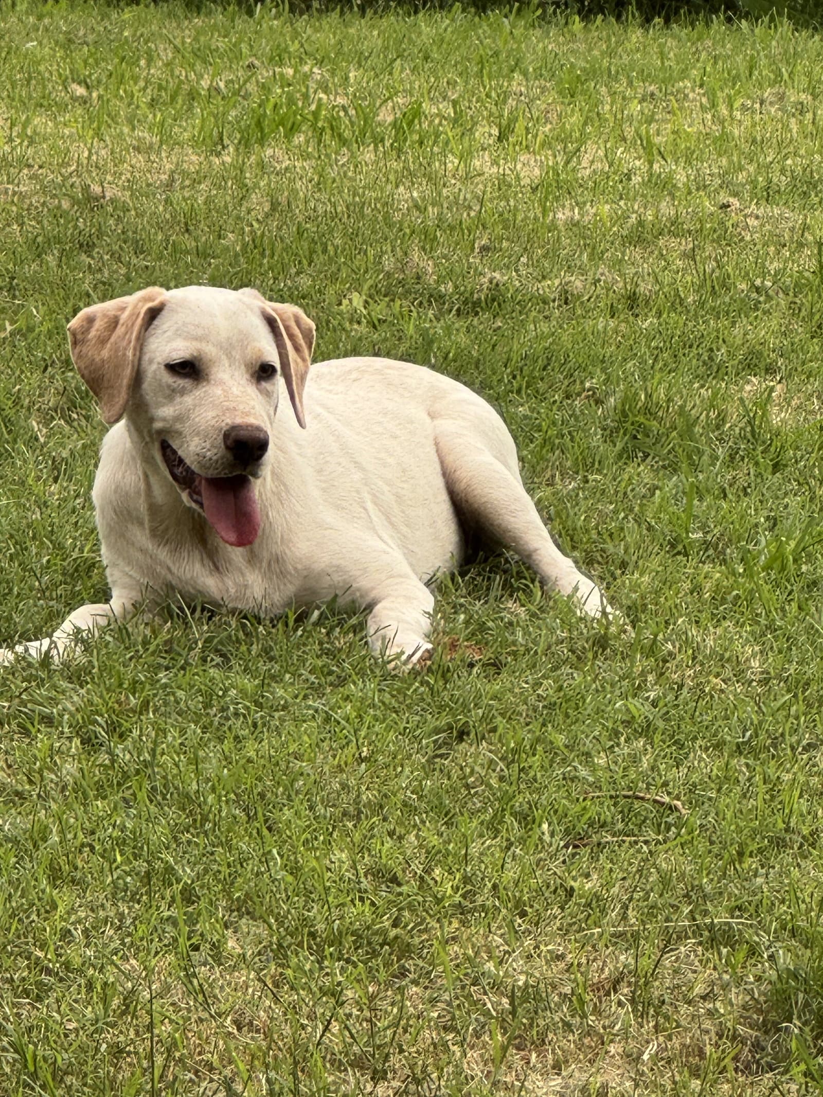 Daisy - Yellow Labrador Retriever
