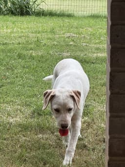 Daisy image 2