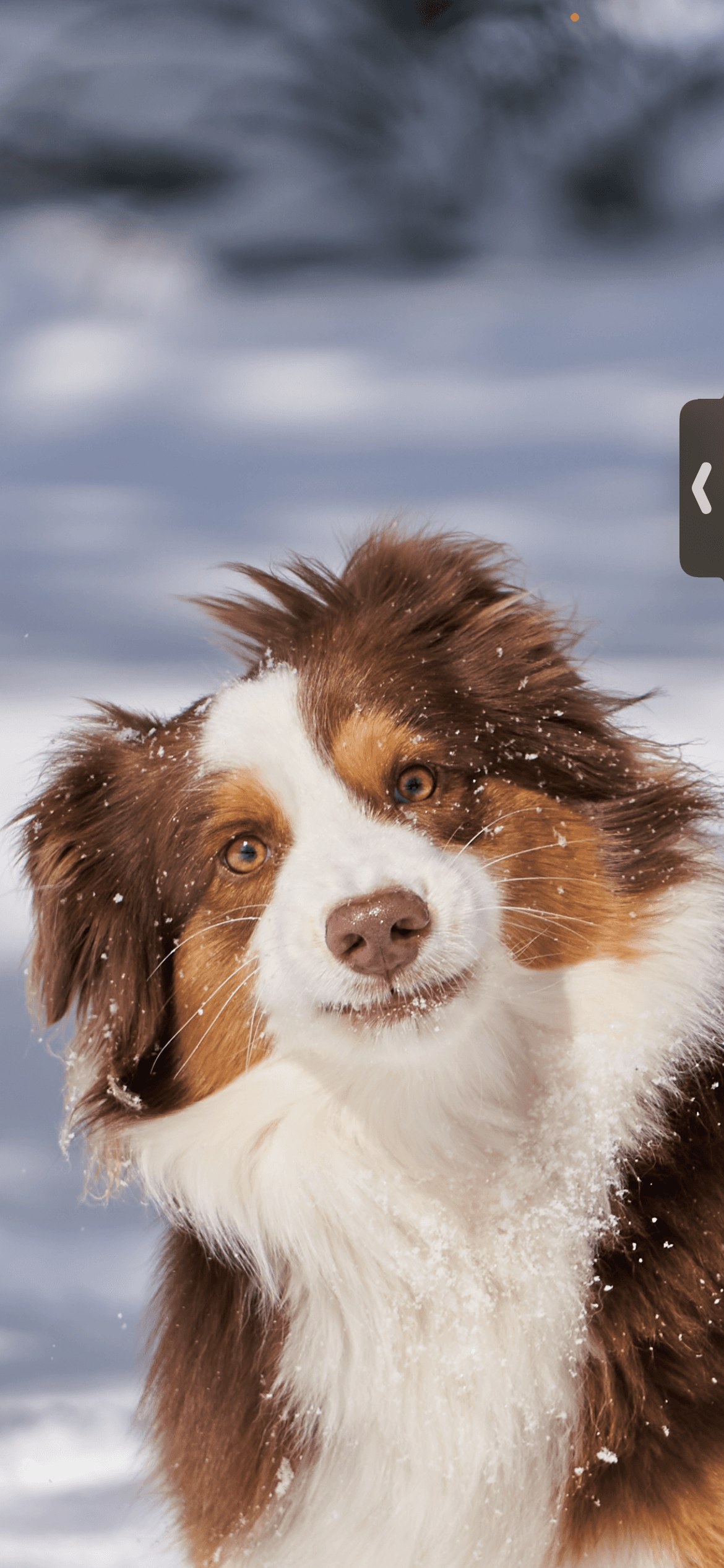 Fitz - Australian Shepherd