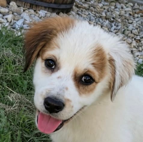 Sugar Belle - Australian Shepherd