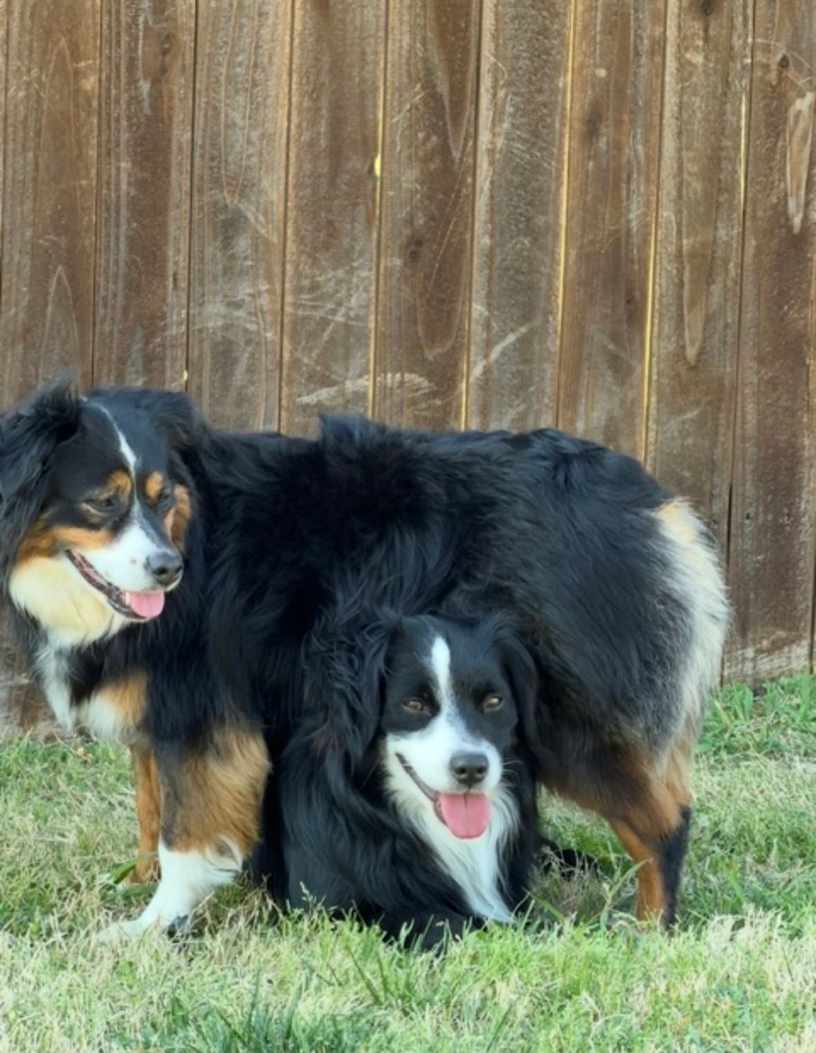 Rayna  Bruno - Australian Shepherd