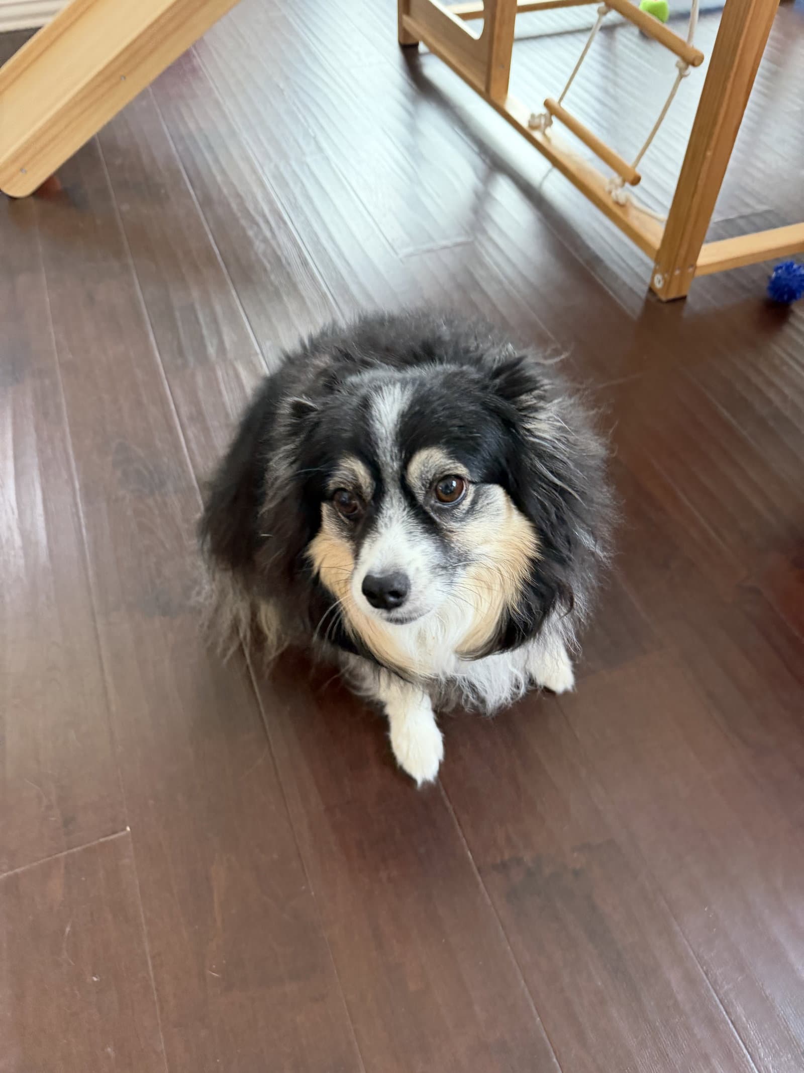 Rosie - Australian Shepherd