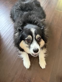 Rosie image 2