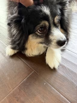 Rosie image 3