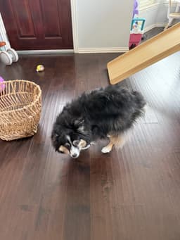 Rosie image 4