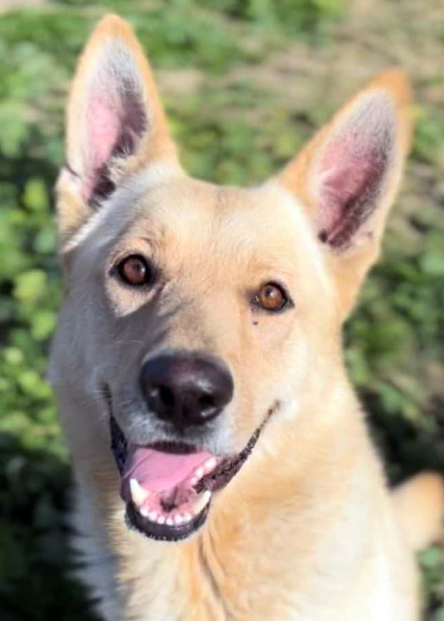 Mac - German Shepherd Dog