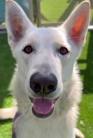 Caspar Aka Cassie - White German Shepherd