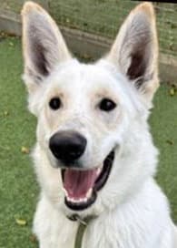 Ghost - White German Shepherd