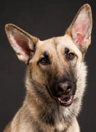 Prada - German Shepherd Dog