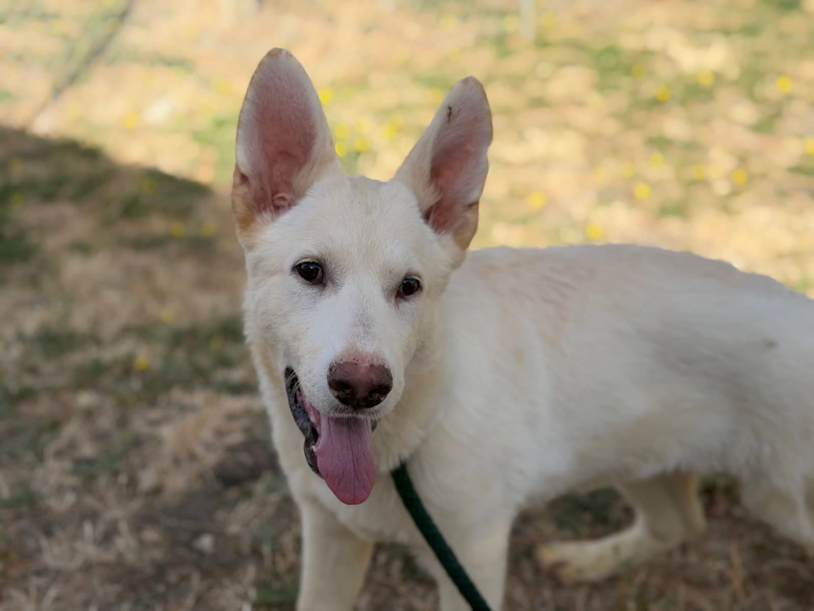 Kodiak - White German Shepherd