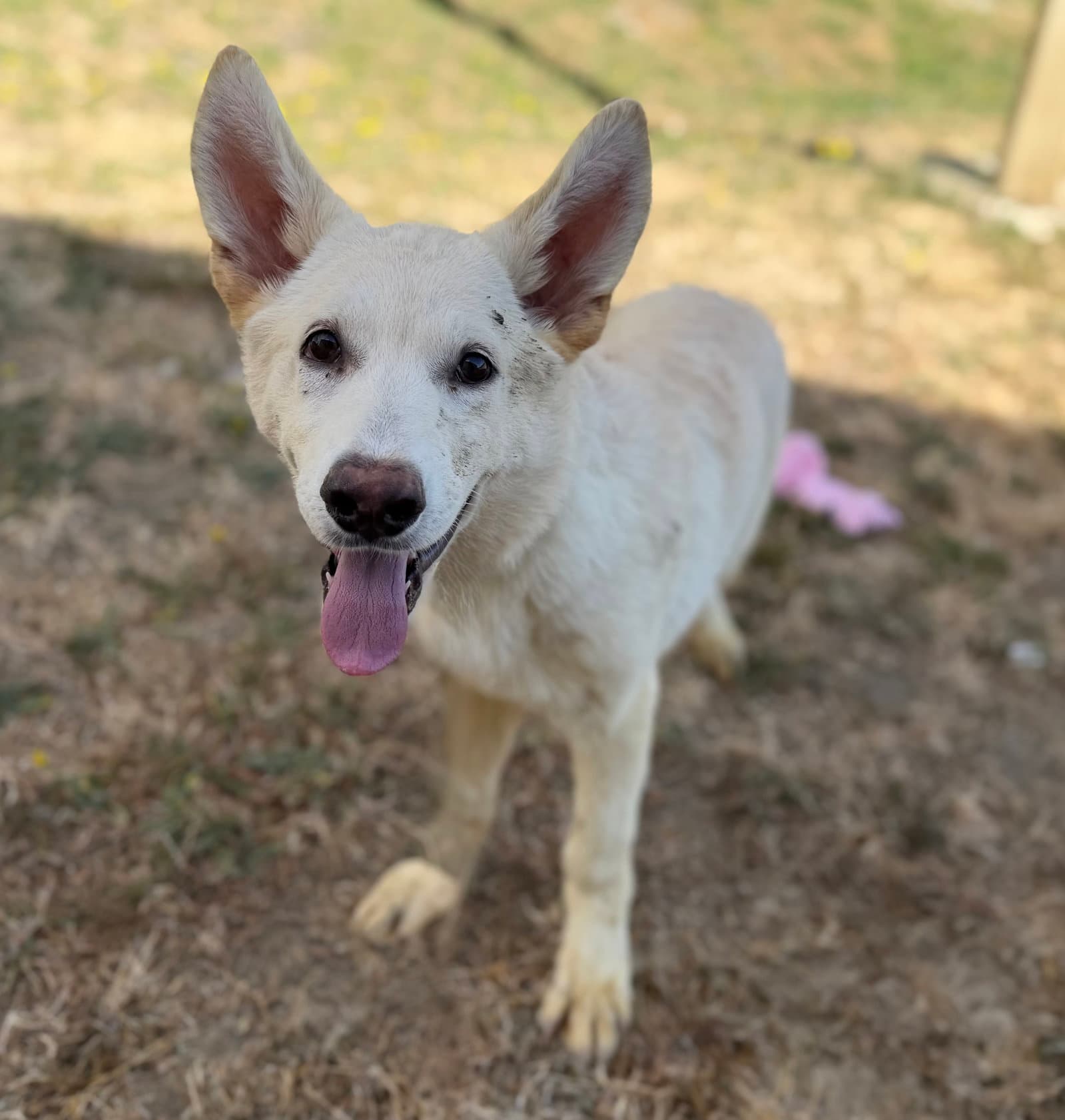 Kane - White German Shepherd