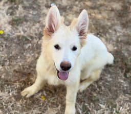 Sadie image 1