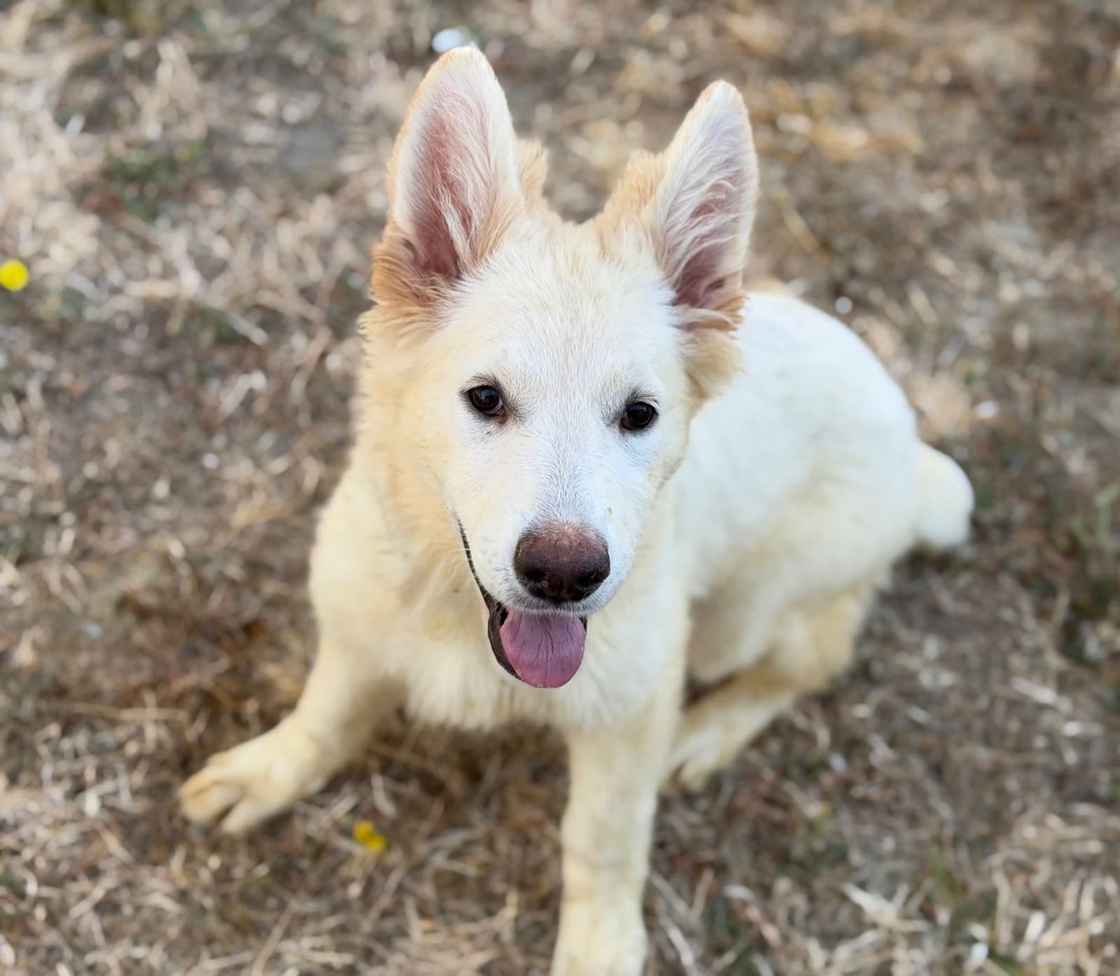 Sadie - White German Shepherd