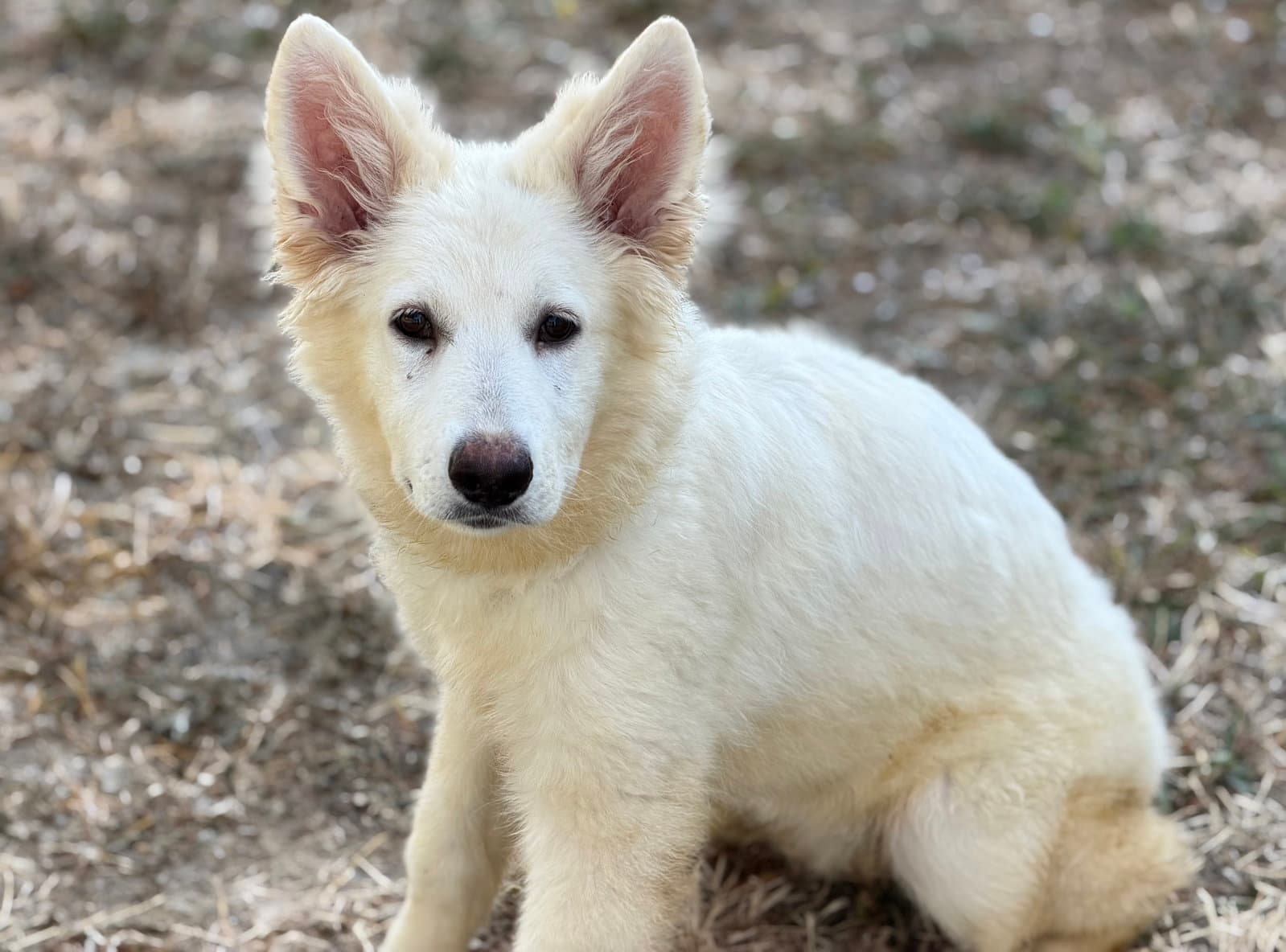 Sailor - White German Shepherd