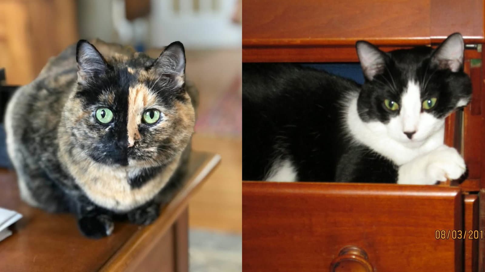Sabrina  Sylvester - Tortoiseshell