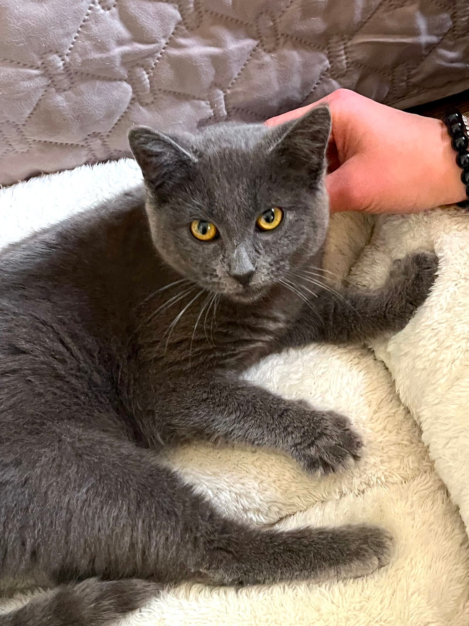 Amore - Bonded With Amici - Domestic Short Hair