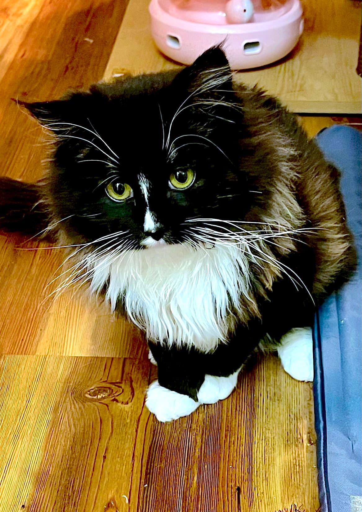 Amici - Bonded With Amore - Domestic Long Hair